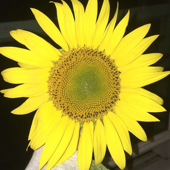 Meet your Posher, Michelle - Picture 1 of 1